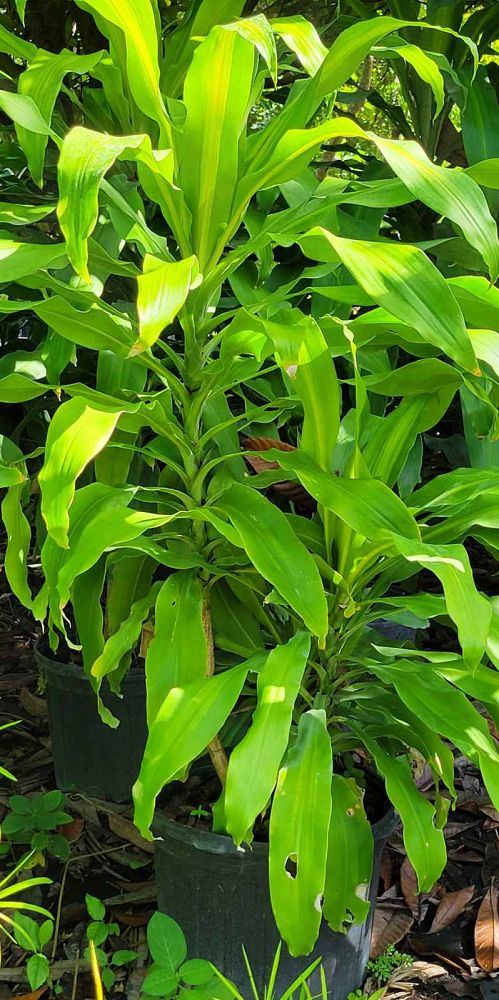 dracaena-fragrans-massangeana-corn-plant