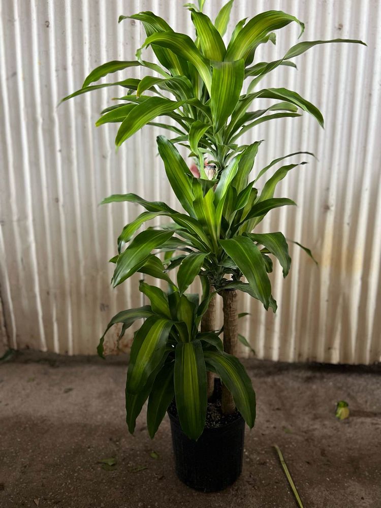 dracaena-fragrans-massangeana-corn-plant