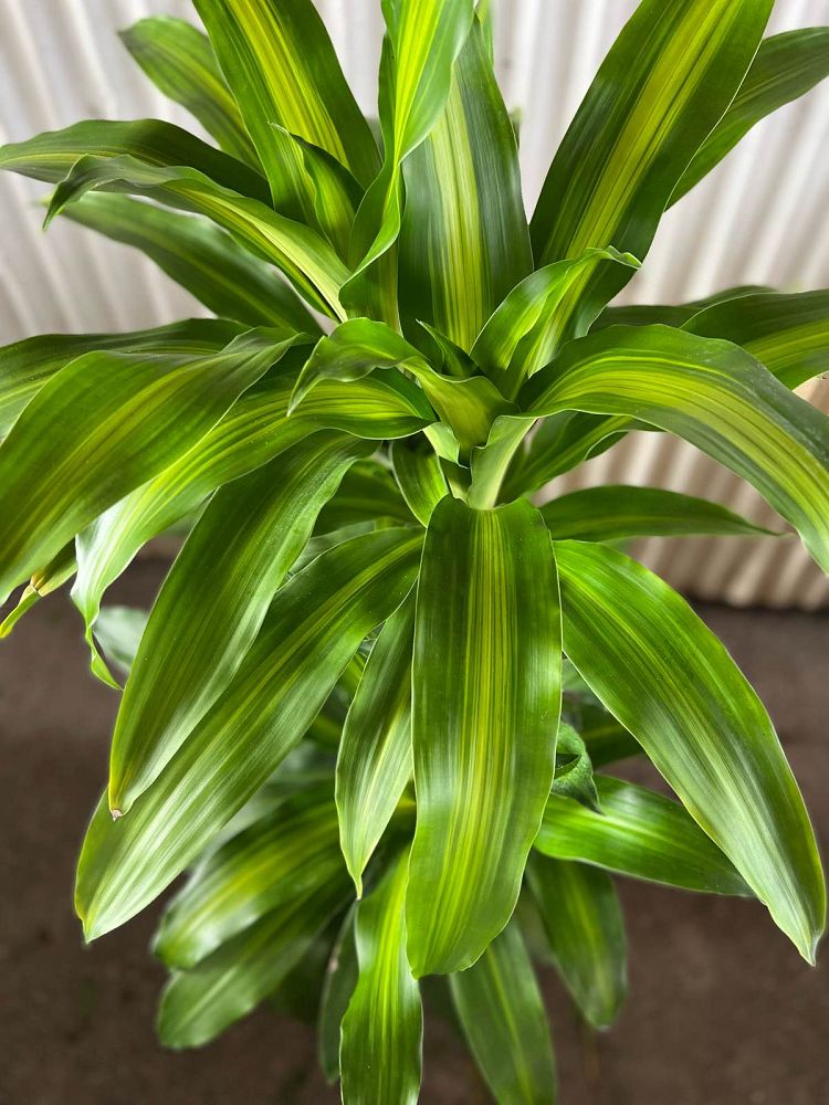 dracaena-fragrans-massangeana-corn-plant