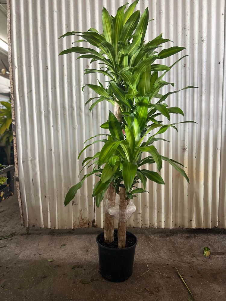 dracaena-fragrans-massangeana-corn-plant