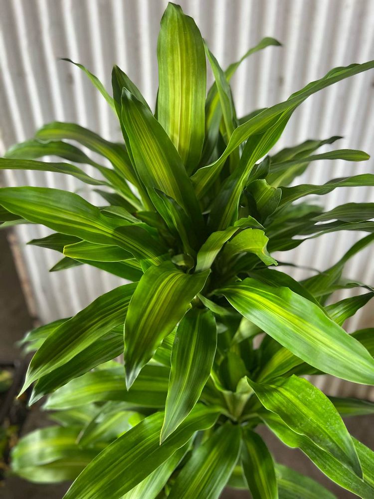 dracaena-fragrans-massangeana-corn-plant