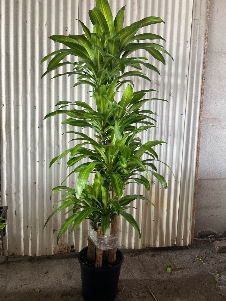 dracaena-fragrans-massangeana-corn-plant