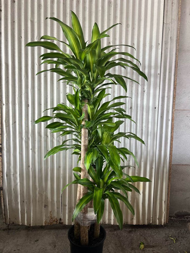 dracaena-fragrans-massangeana-corn-plant