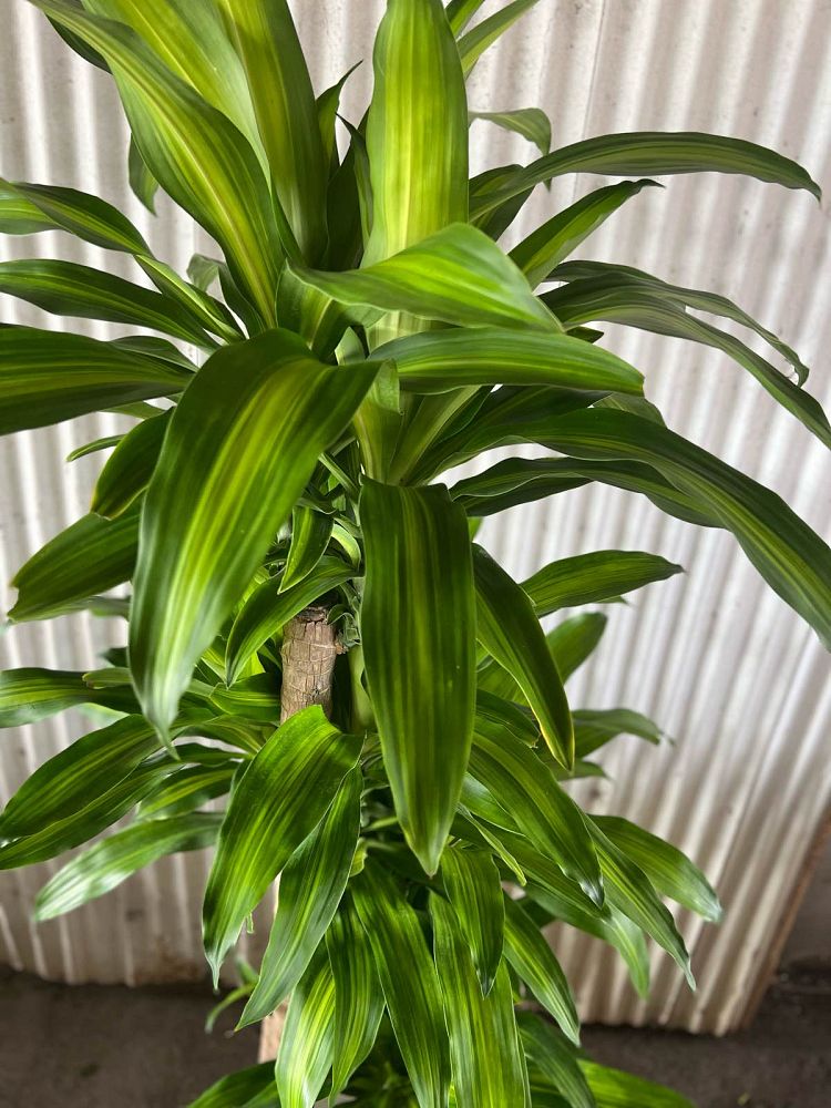 dracaena-fragrans-massangeana-corn-plant