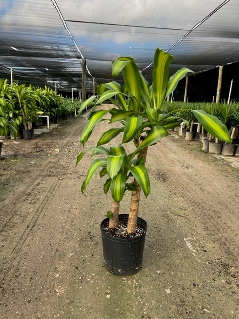 dracaena-fragrans-massangeana-corn-plant