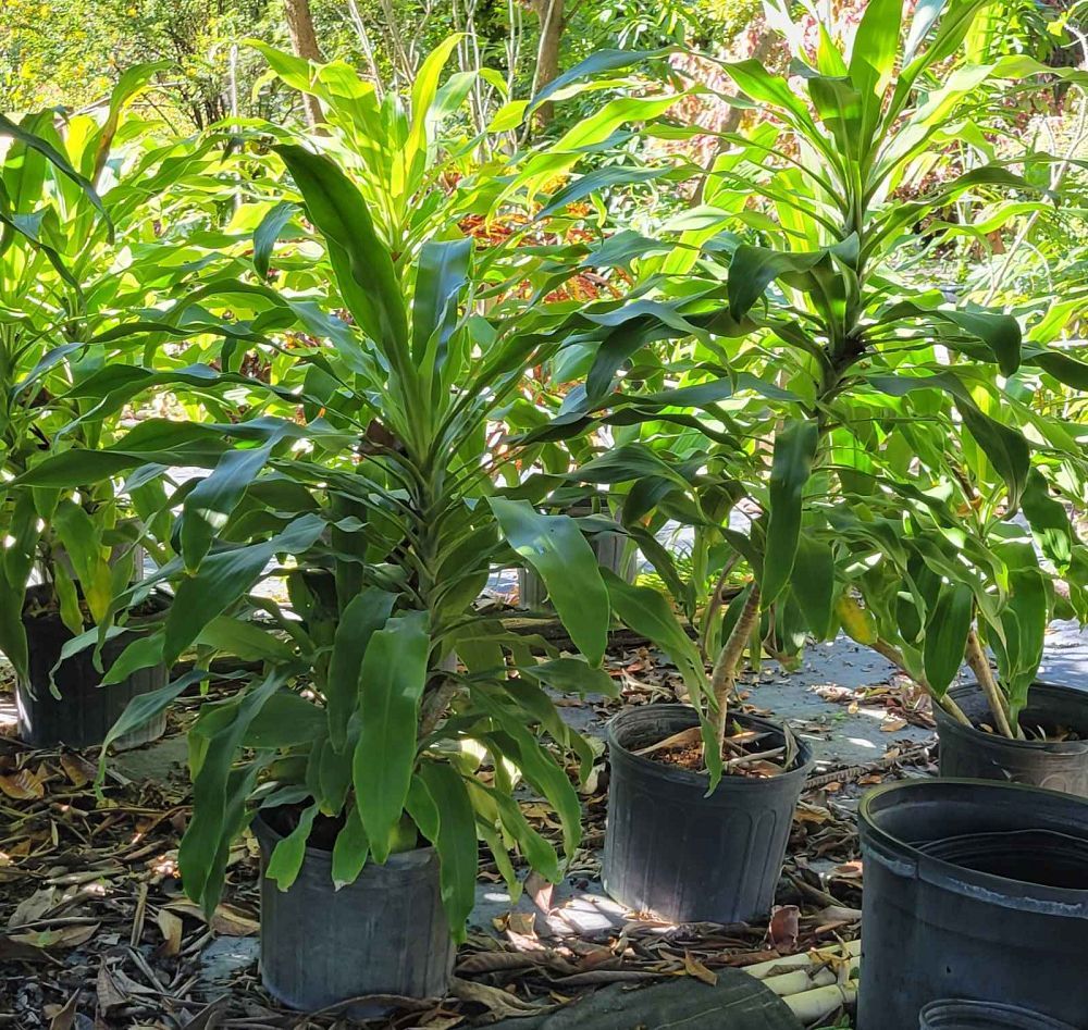 dracaena-fragrans-massangeana-corn-plant