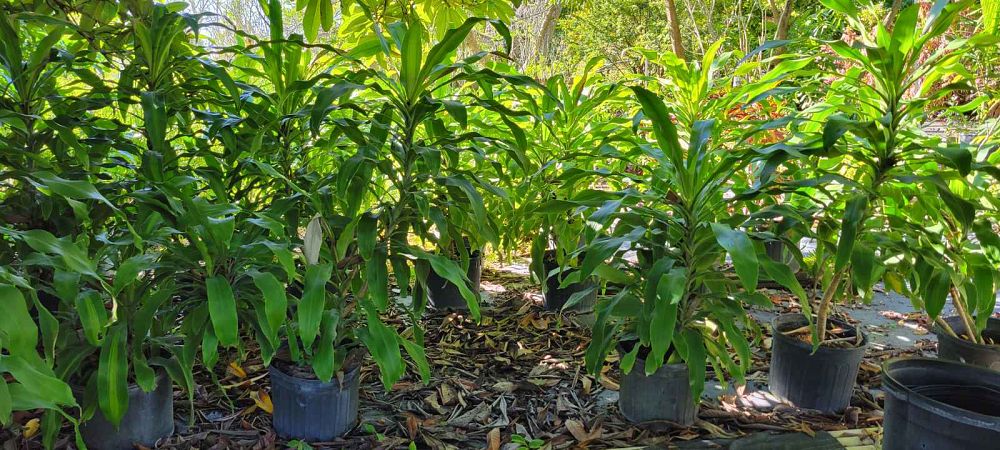 dracaena-fragrans-massangeana-corn-plant