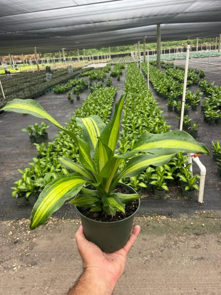 dracaena-fragrans-massangeana-corn-plant