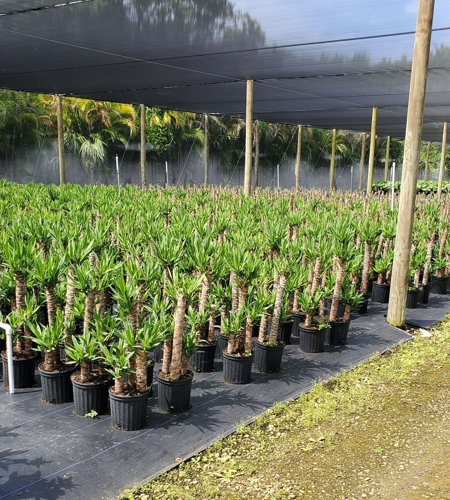 dracaena-fragrans-massangeana-corn-plant