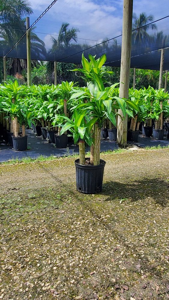 dracaena-fragrans-massangeana-corn-plant
