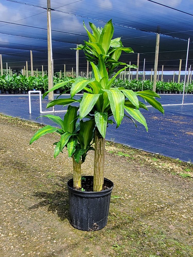 dracaena-fragrans-massangeana-corn-plant