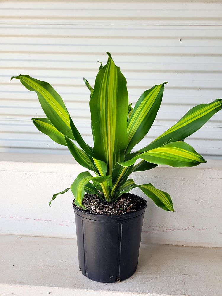 dracaena-fragrans-massangeana-corn-plant