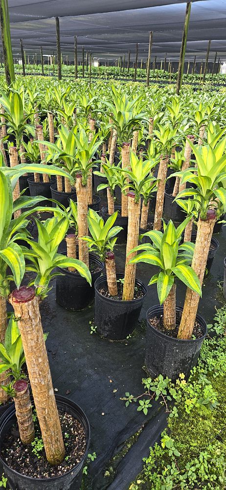 dracaena-fragrans-massangeana-corn-plant
