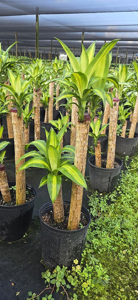 dracaena-fragrans-massangeana-corn-plant