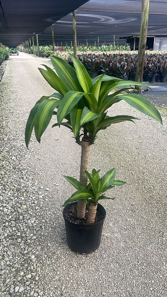 dracaena-fragrans-massangeana-corn-plant