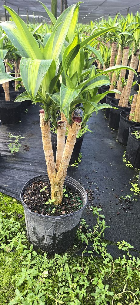 dracaena-fragrans-massangeana-corn-plant