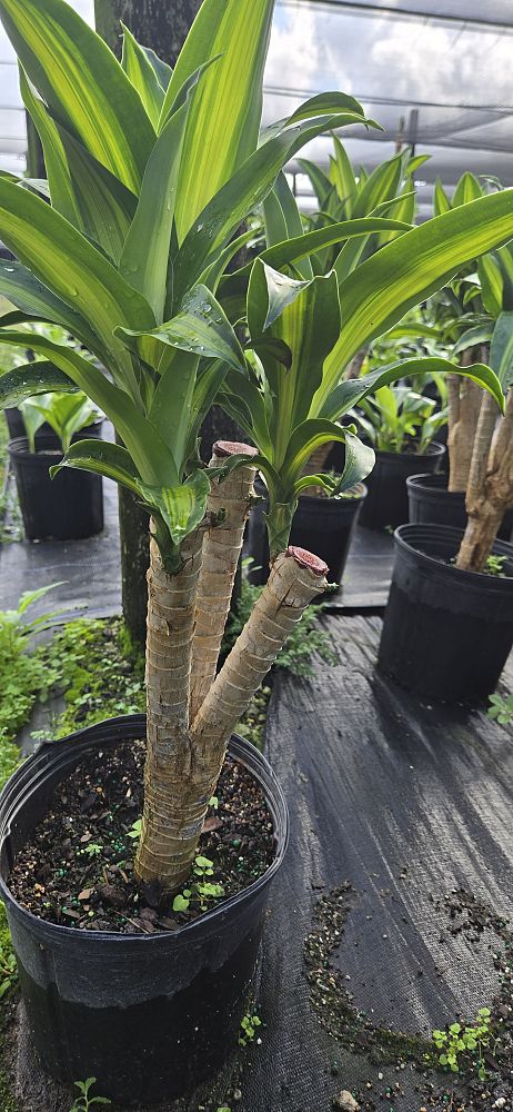 dracaena-fragrans-massangeana-corn-plant