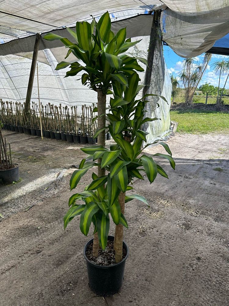 dracaena-fragrans-massangeana-corn-plant