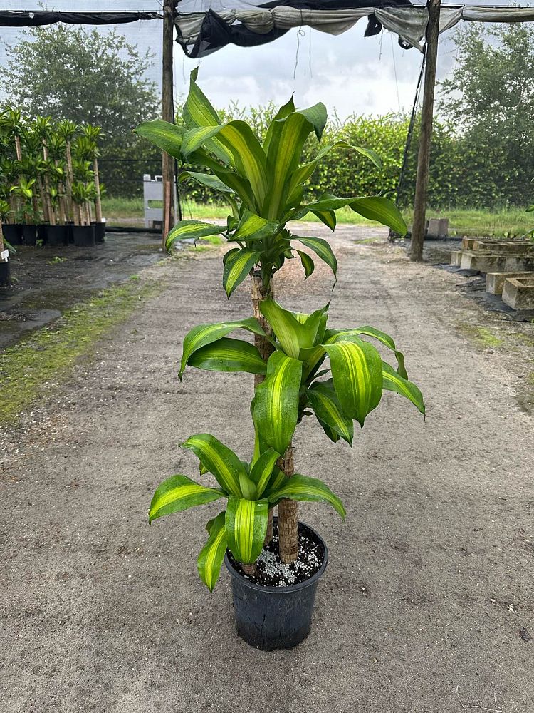 dracaena-fragrans-massangeana-corn-plant