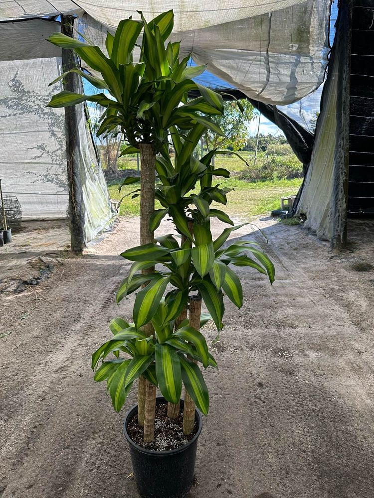 dracaena-fragrans-massangeana-corn-plant