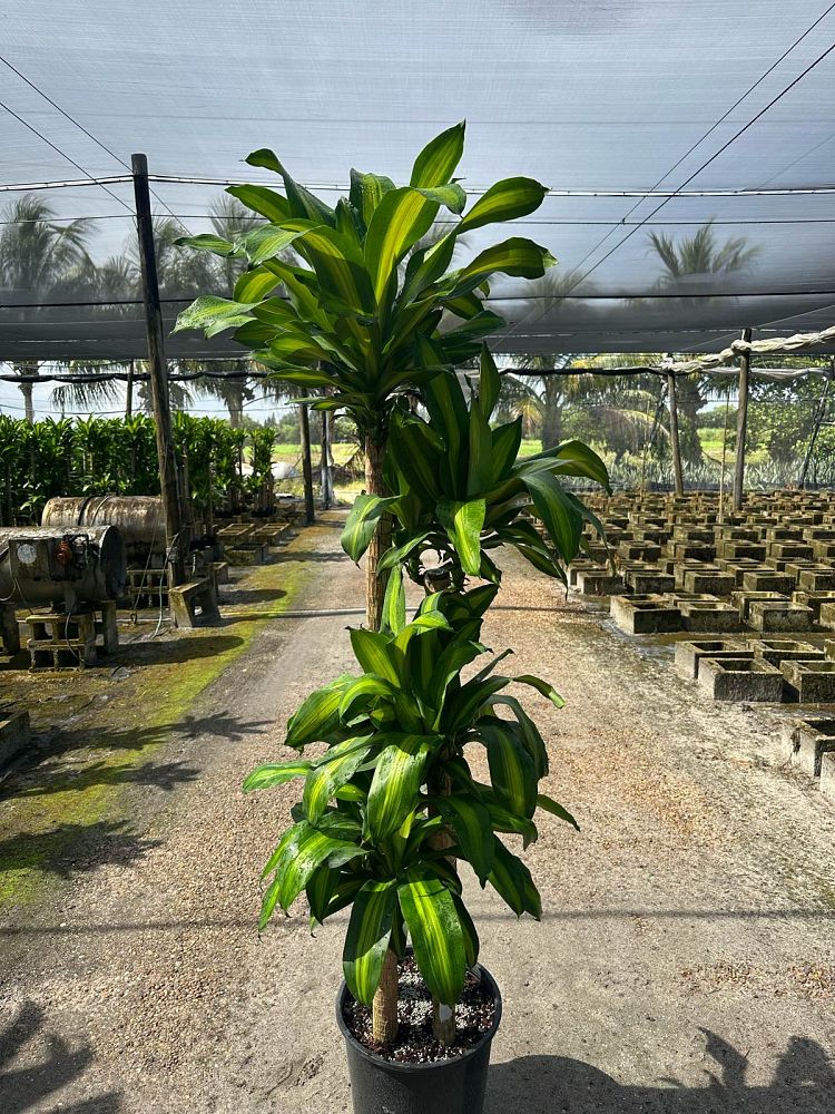 dracaena-fragrans-massangeana-corn-plant