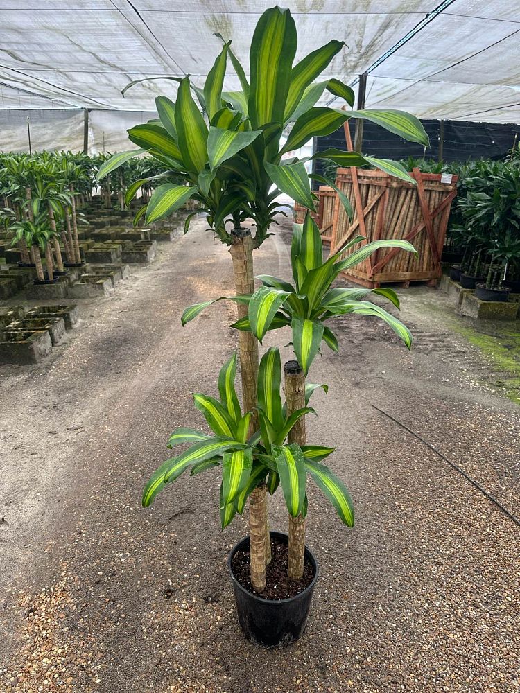 dracaena-fragrans-massangeana-corn-plant