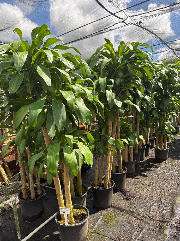 dracaena-fragrans-massangeana-corn-plant