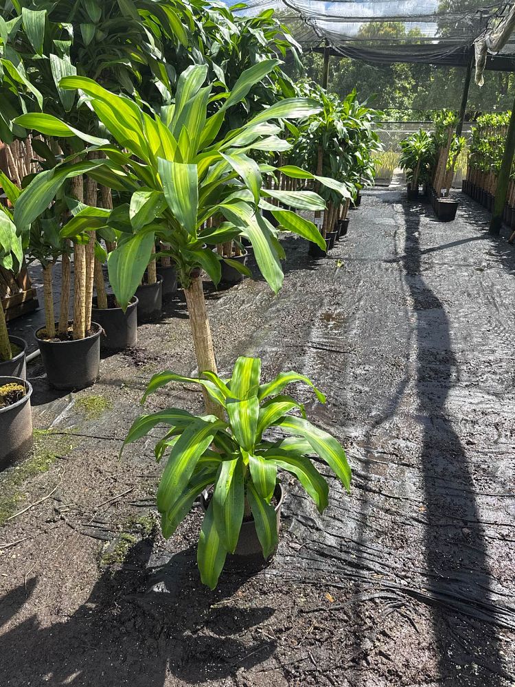 dracaena-fragrans-massangeana-corn-plant