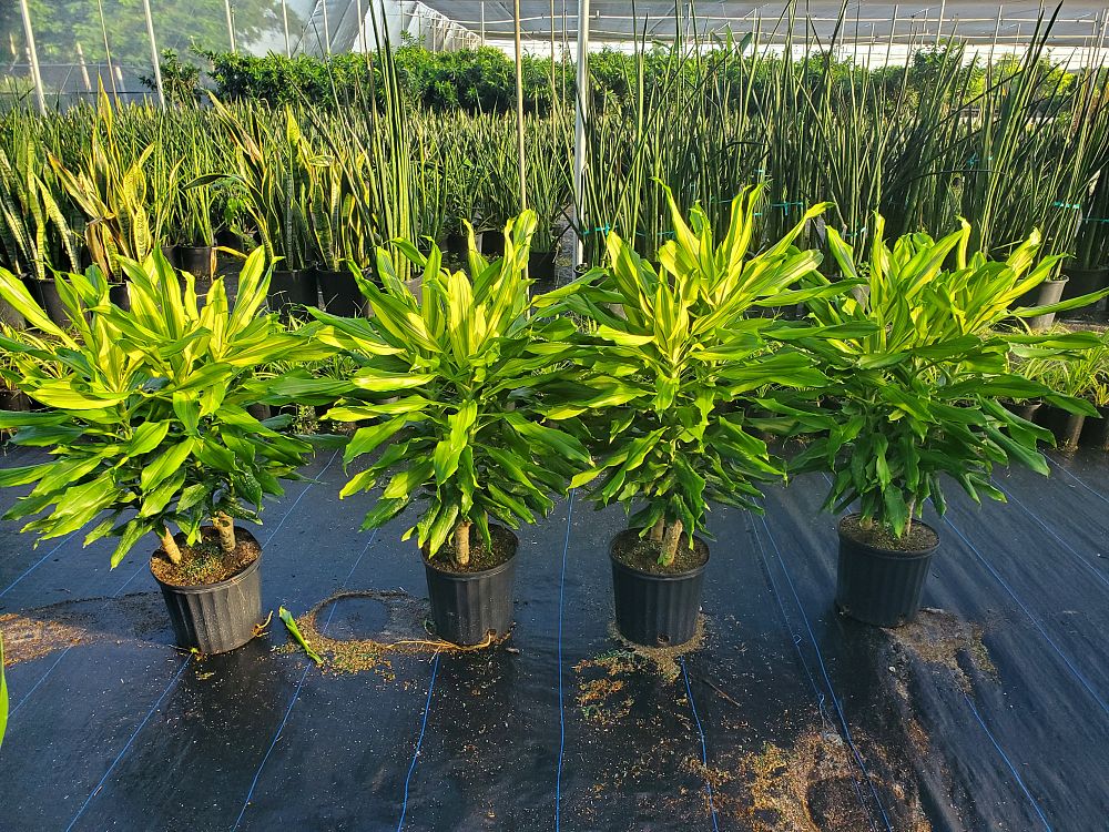dracaena-fragrans-sol-chinese-money-tree-dragon-tree