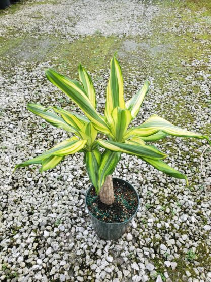 dracaena-fragrans-sol-chinese-money-tree-dragon-tree