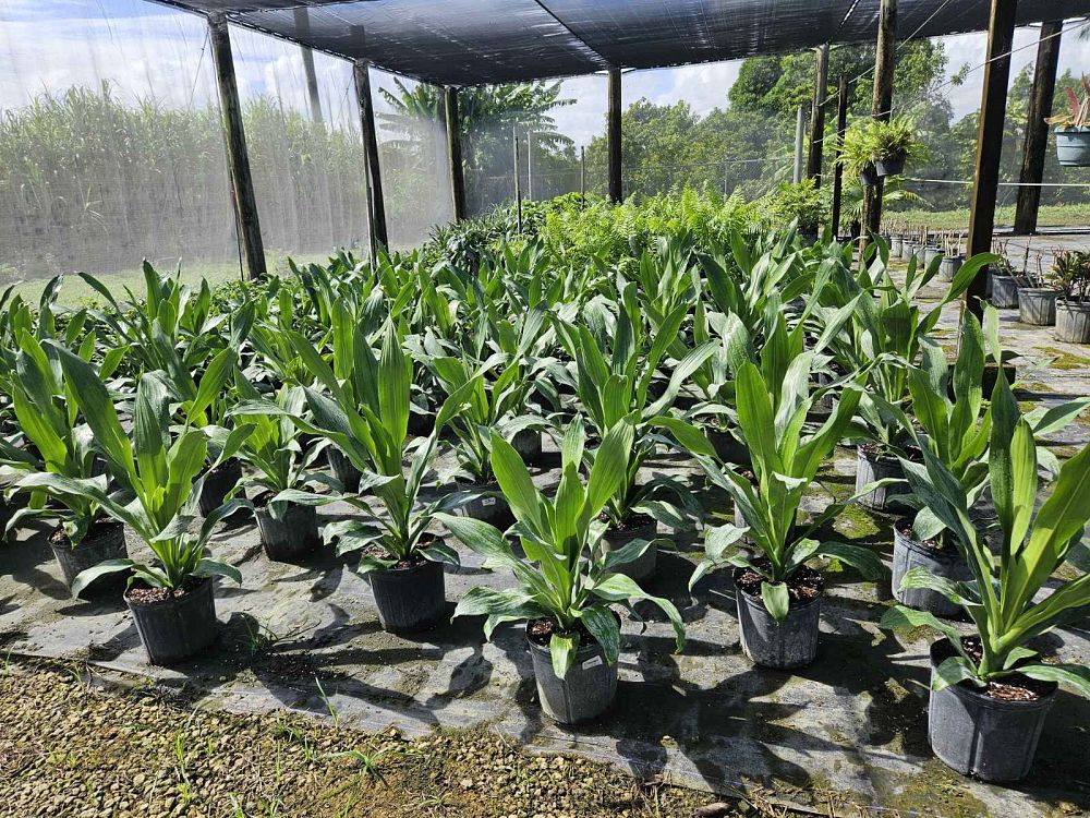 dracaena-fragrans-spp-chinese-moneytree-dragon-tree