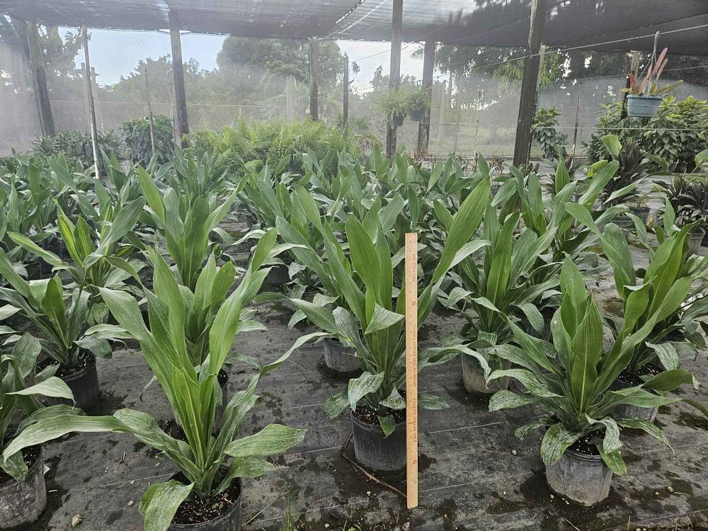 dracaena-fragrans-spp-chinese-moneytree-dragon-tree