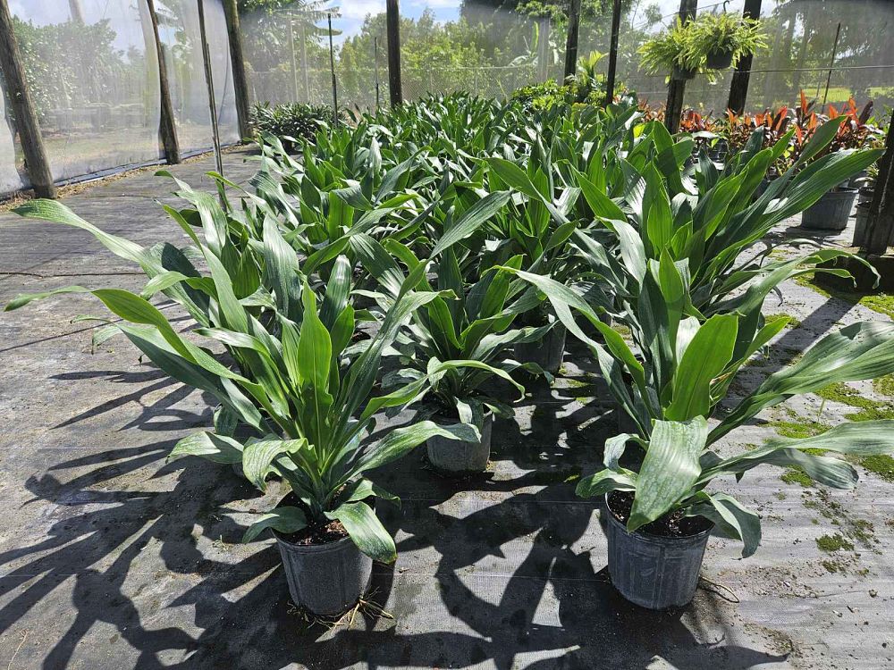 dracaena-fragrans-spp-chinese-moneytree-dragon-tree