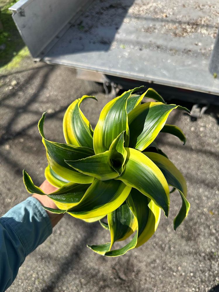dracaena-fragrans-tornado-chinese-money-tree-dragon-tree