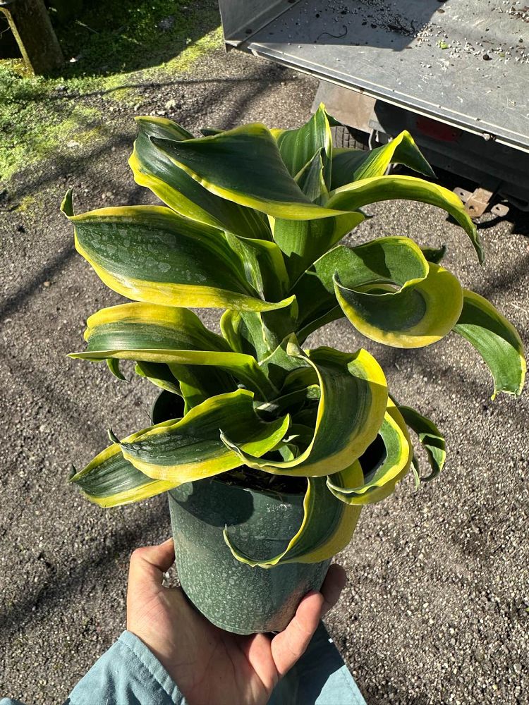 dracaena-fragrans-tornado-chinese-money-tree-dragon-tree