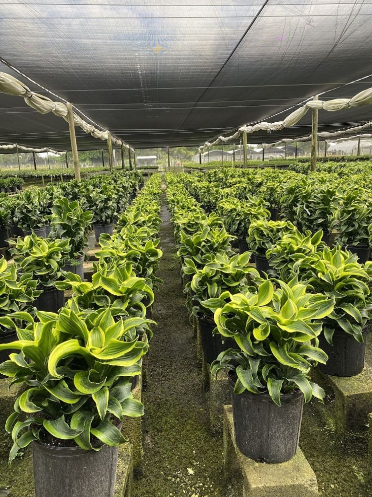 dracaena-fragrans-tornado-chinese-money-tree-dragon-tree