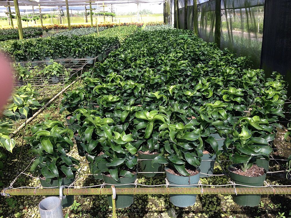 dracaena-fragrans-twister-chinese-money-tree-dragon-tree
