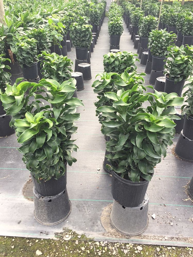 dracaena-fragrans-twister-chinese-money-tree-dragon-tree