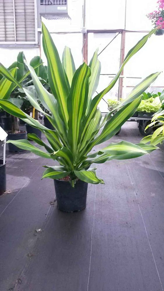 dracaena-golden-heart-dracaena-giganta