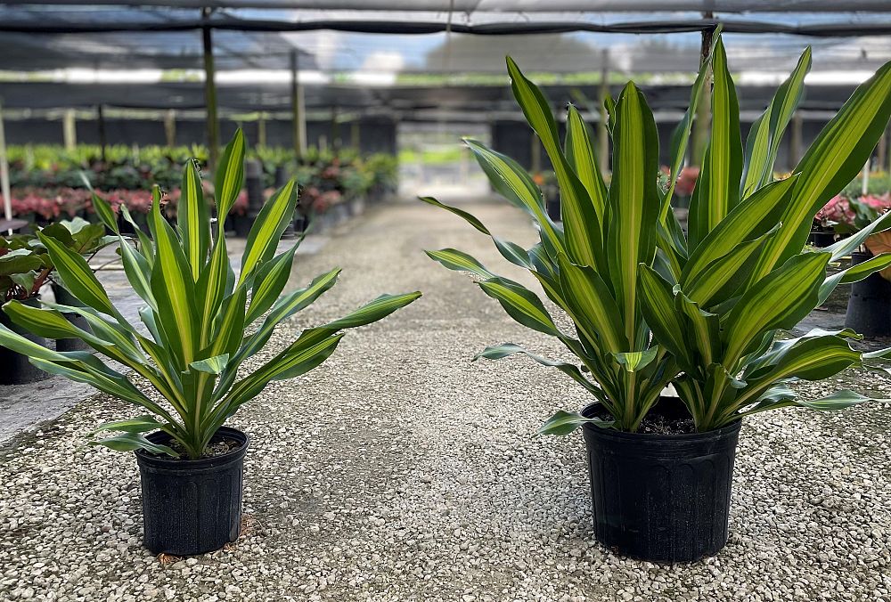 dracaena-golden-heart-dracaena-giganta