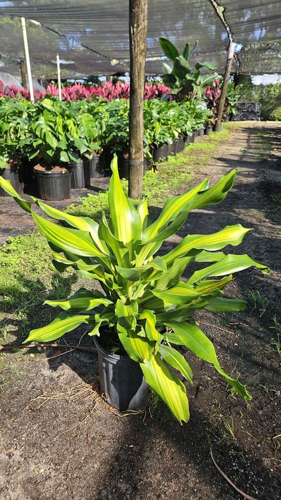 dracaena-golden-heart-dracaena-giganta