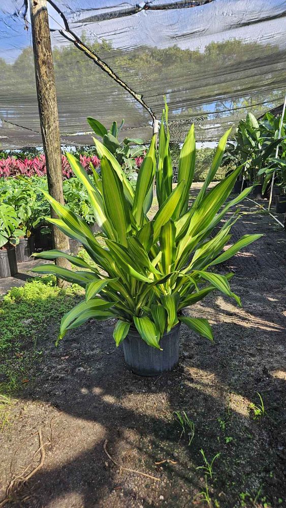 dracaena-golden-heart-dracaena-giganta