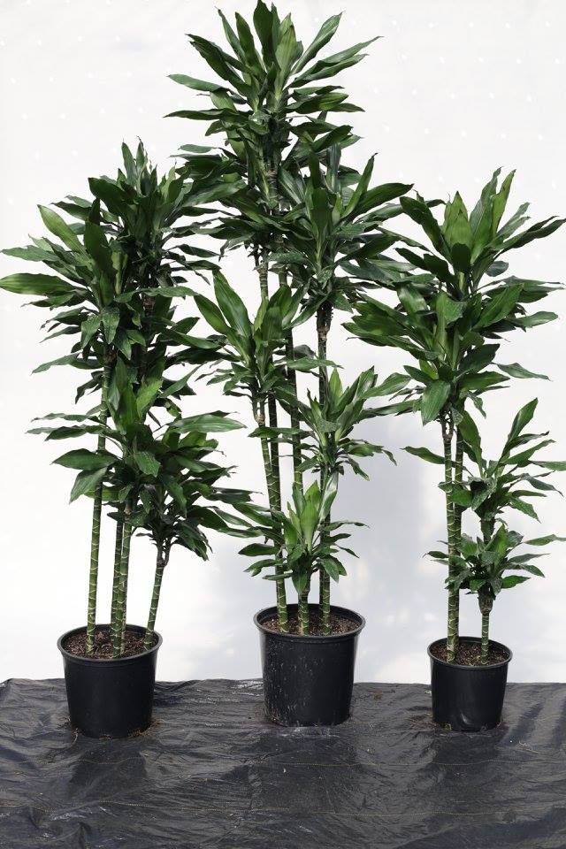 dracaena-jc-lind-dracaena-janet-lind