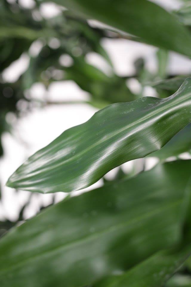 dracaena-jc-lind-dracaena-janet-lind