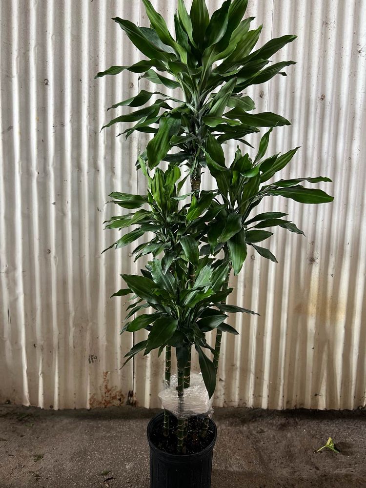 dracaena-jc-lind-dracaena-janet-lind