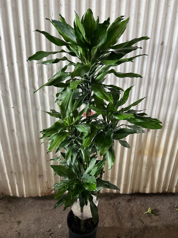 dracaena-jc-lind-dracaena-janet-lind