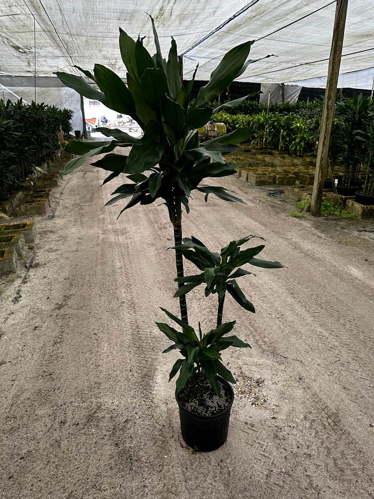 dracaena-jc-lind-dracaena-janet-lind