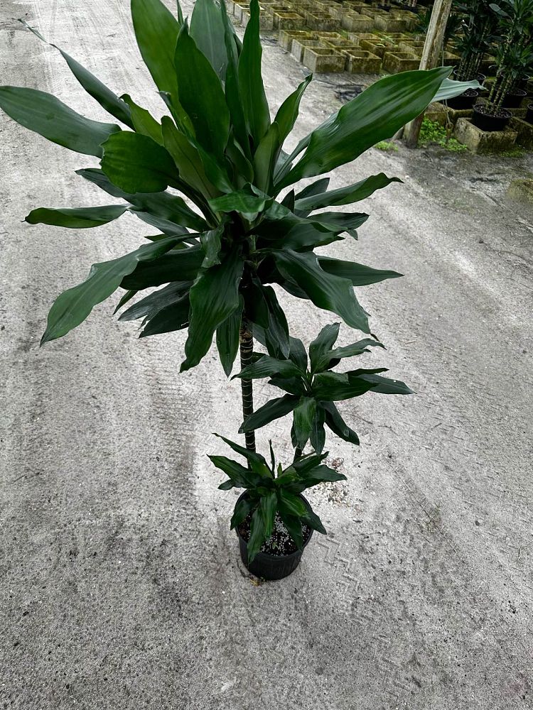 dracaena-jc-lind-dracaena-janet-lind