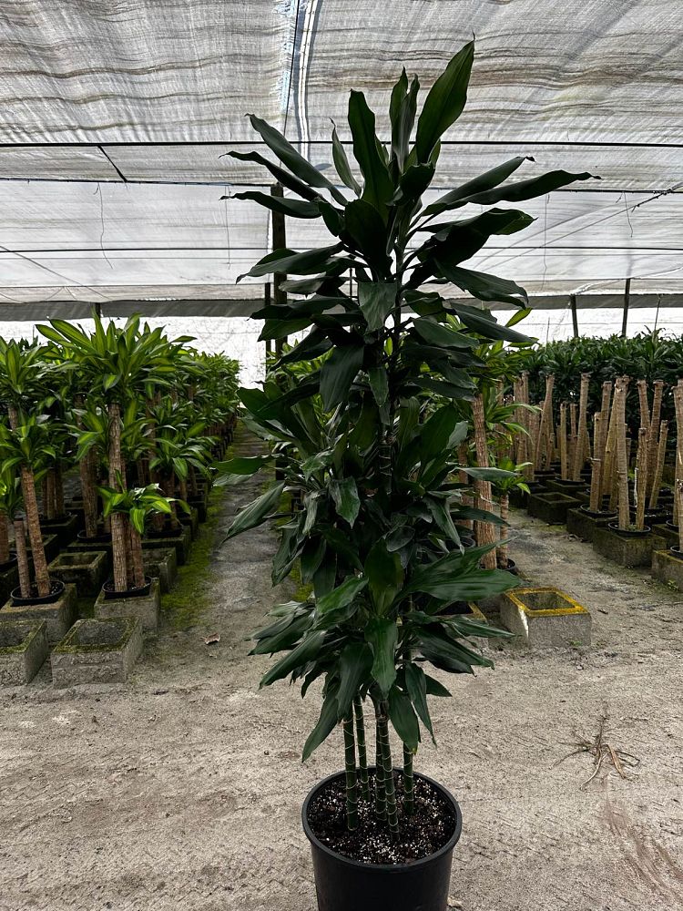 dracaena-jc-lind-dracaena-janet-lind