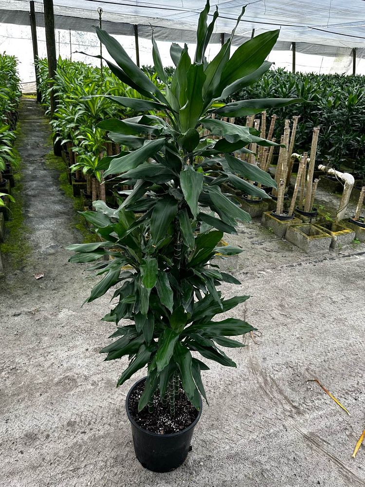 dracaena-jc-lind-dracaena-janet-lind